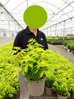 CHOISYA ternata SUNDANCE En pot de 7-10 litres