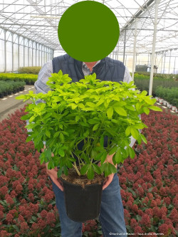 CHOISYA ternata SUNDANCE En pot de 4-5 litres