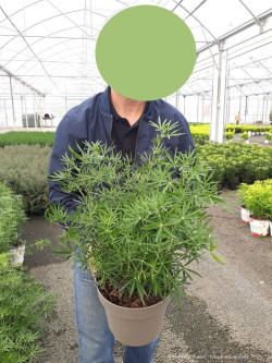 CHOISYA WHITE DAZZLER En pot de 10-12 litres