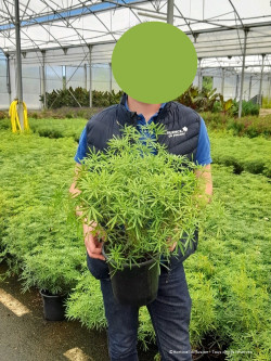 CHOISYA WHITE DAZZLER En pot de 4-5 litres