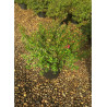 ESCALLONIA RED DREAM En pot de 4-5 litres