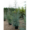EUCALYPTUS gunnii En pot de 25-30 litres forme baliveau