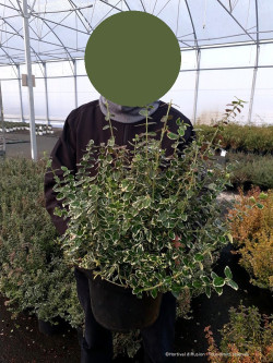 EUONYMUS fortunei EMERALD GAIETY En pot de 10-12 litres