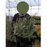 EUONYMUS fortunei EMERALD GAIETY En pot de 10-12 litres