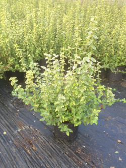 EUONYMUS fortunei EMERALD'N GOLD En pot de 4-5 litres