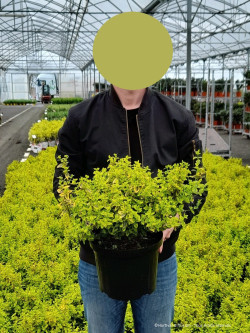 EUONYMUS fortunei EMERALD'N GOLD En pot de 10-12 litres