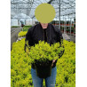 EUONYMUS fortunei EMERALD'N GOLD En pot de 10-12 litres
