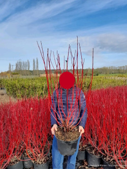 CORNUS alba En pot de 10-12 litres fome buisson