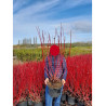 CORNUS alba BATON ROUGE En pot de 10-12 litres