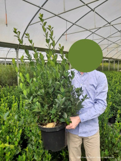 EUONYMUS japonicus EXTRAVAGANZA En pot de 10-12 litres