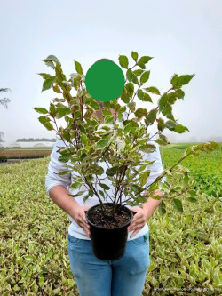CORNUS alba MIRACLE En pot de  4-5 litres