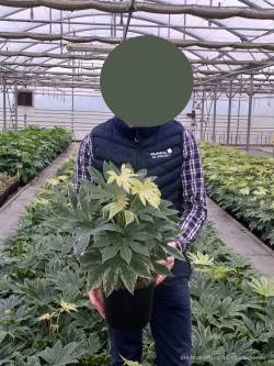 FATSIA japonica SPIDER WEB En pot de 4-5 litres