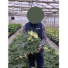 FATSIA japonica SPIDER WEB En pot de 4-5 litres
