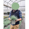FESTUCA glauca ELIJAH BLUE En pot de 2-3 litres