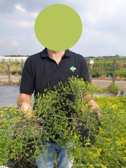GENISTA lydia En pot de 2-3 litres
