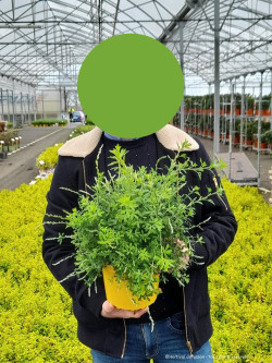 GENISTA PORLOCK En pot de 2-3 litres