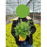 GENISTA PORLOCK En pot de 2-3 litres
