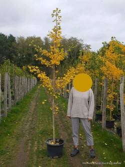 GINKGO biloba En pot de 25-30 litres forme baliveau