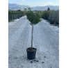 GINKGO biloba MARIKEN En pot 15-20 litres forme tige hauteur du tronc 110-130 cm