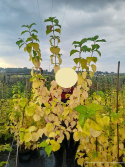 CORNUS sanguinea MAGIC FLAME En pot de 10-12 litres