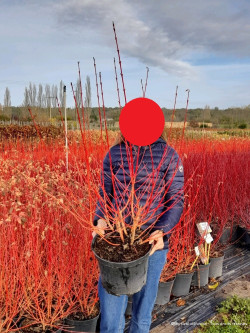 CORNUS sanguinea MIDWINTER FIRE En pot de 10-12 litres
