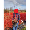 CORNUS sanguinea MIDWINTER FIRE En pot de 10-12 litres