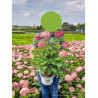 HYDRANGEA arborescens PINK ANNABELLE En pot de 4-5 litres