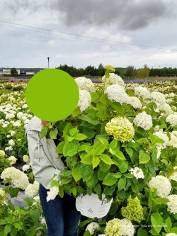 HYDRANGEA arborescens STRONG ANNABELLE En pot de 10-12 litres