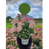 HYDRANGEA arborescens SWEET ANNABELLE En pot de 4-5 litres