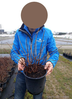 HYDRANGEA paniculata En pot de 4-5 litres