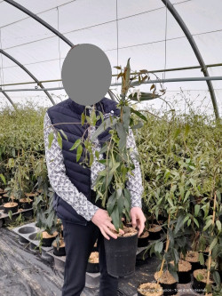 CLEMATIS armandii En pot de 2-3 litres