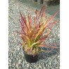 IMPERATA cylindrica RED BARON En pot de 2-3 litres