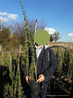 JASMINUM nudiflorum En pot de 4-5 litres