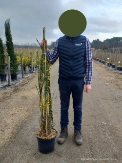 JASMINUM nudiflorum En pot de 10-12 litres