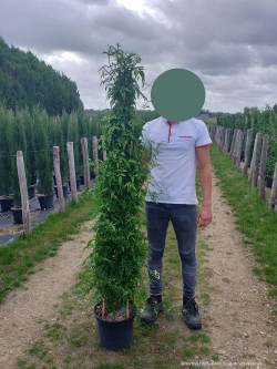 JASMINUM officinalis En pot de 10-12 litres