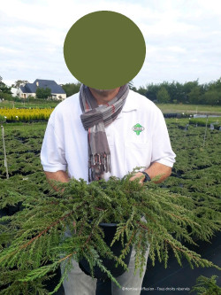 JUNIPERUS communis GREEN CARPET En pot de 4-5 litres