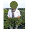 JUNIPERUS communis GREEN CARPET En pot de 4-5 litres