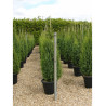 JUNIPERUS communis HIBERNICA En pot de 35-50 litres