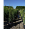 JUNIPERUS communis SENTINEL En pot de 35-50 litres