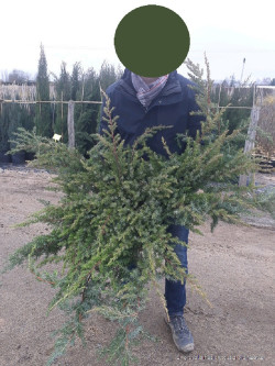JUNIPERUS conferta SLAGER En pot de 10-12 litres