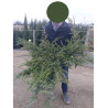 JUNIPERUS conferta SLAGER En pot de 10-12 litres