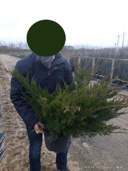 JUNIPERUS media MINT JULEP En pot de 10-12 litres