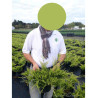 JUNIPERUS media OLD GOLD En pot de 4-5 litres