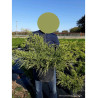 JUNIPERUS media OLD GOLD En pot de 10-12 litres