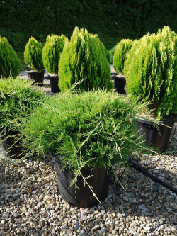 JUNIPERUS media OLD GOLD En pot de 25-30 litres