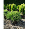 JUNIPERUS media OLD GOLD En pot de 25-30 litres