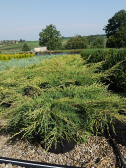 JUNIPERUS media Pfitzeriana AUREA En pot de 25-30 litres