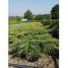 JUNIPERUS media Pfitzeriana AUREA En pot de 25-30 litres