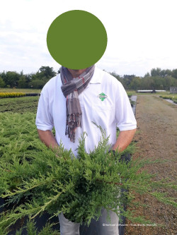 JUNIPERUS media Pfitzeriana COMPACTA En pot de 4-5 litres