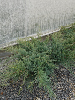 JUNIPERUS media WILHELM PFITZERIANA En pot de 25-30 litres